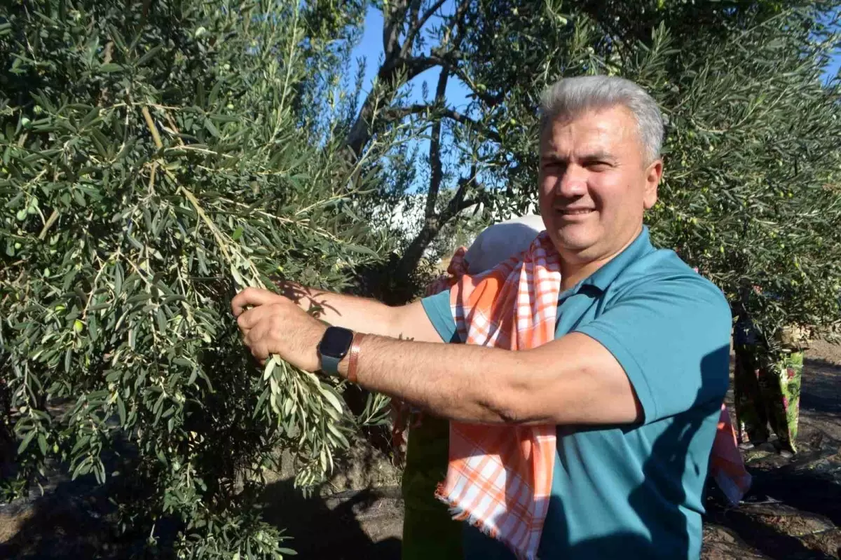 Zeytinyağının AB Tescili İçin Çabalar Devam Ediyor