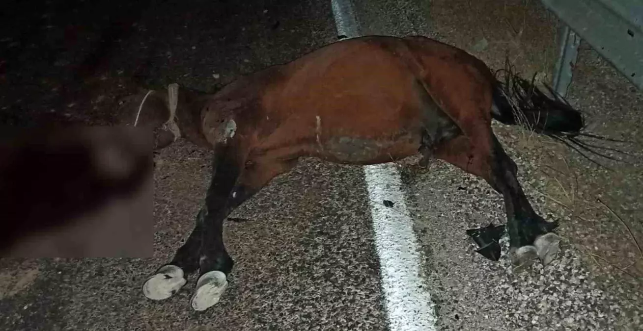 Adıyaman'da Başboş Ata Araç Çarptı, Hayatını Kaybetti