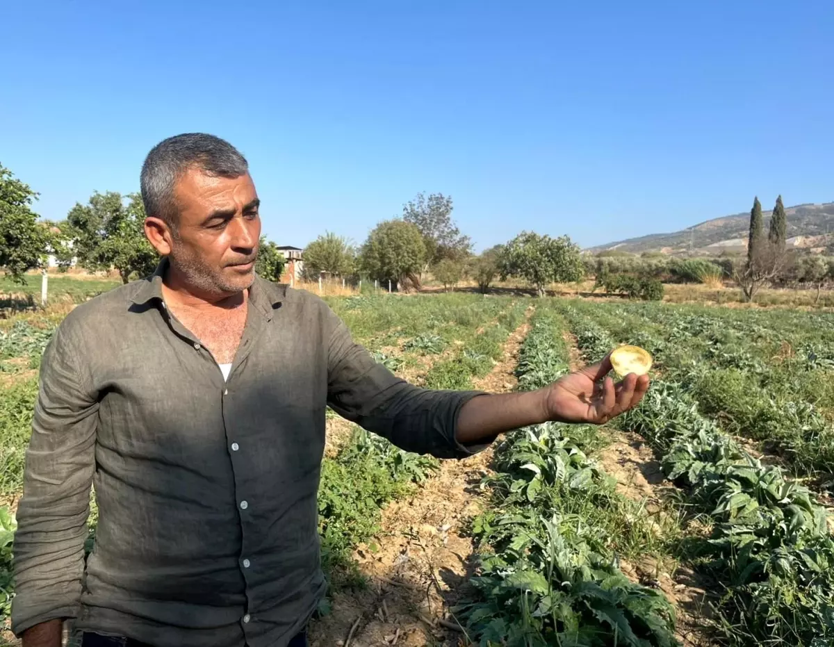 Aydın'ın Enginarı İçin Sanayileşme Çağrısı
