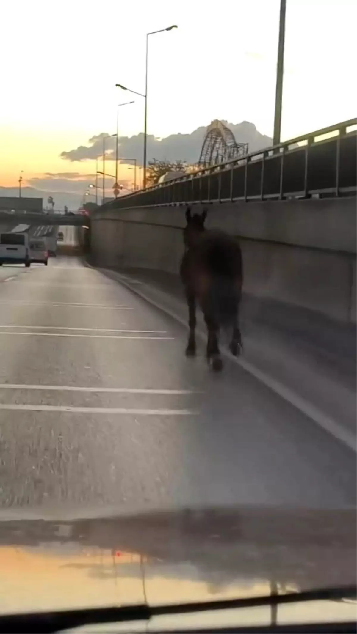 Bursa'da Ana Yolda Başıboş At Tehlike Yarattı