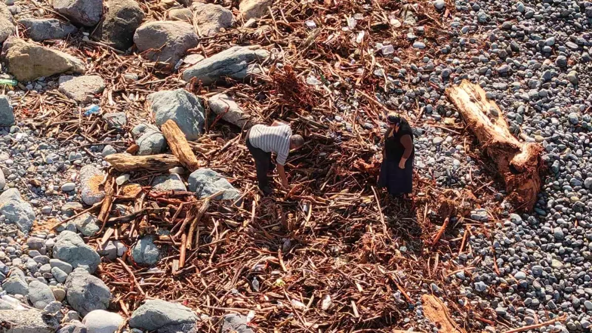Rize'de Şiddetli Yağışlar Odunları Denize Taşıdı, Vatandaşlar Kışlık Yakacak Topladı