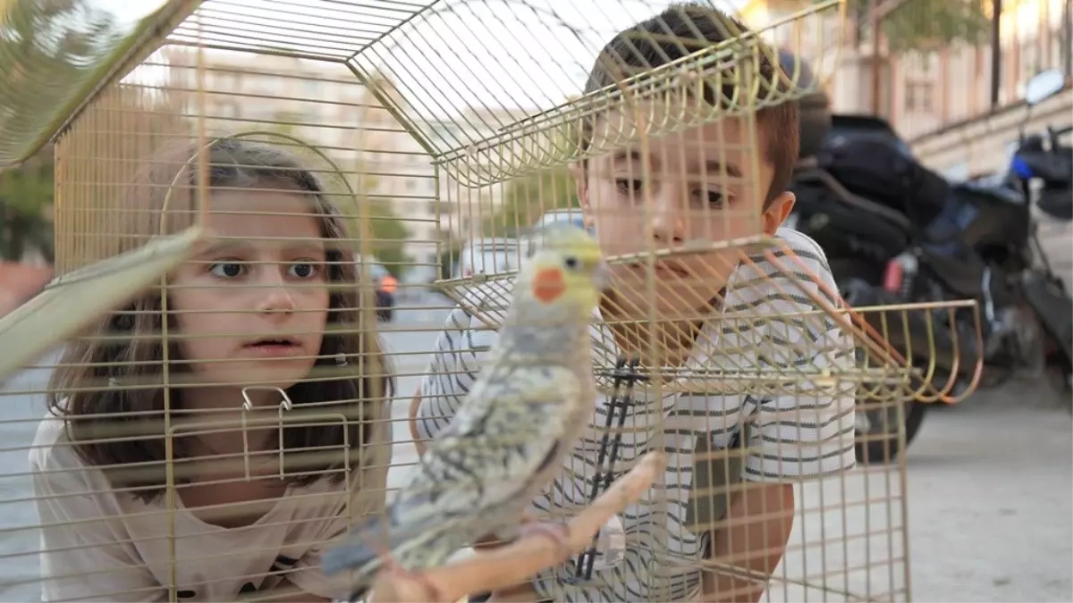 Kaybolan Sultan Papağanı Zeytin Bulundu