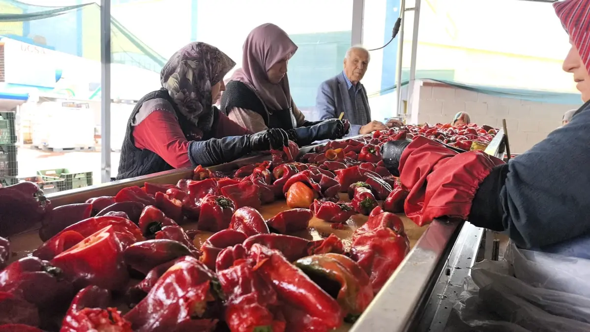 Bursa İnegöl'de Kadınlar Tarafından 1500 Ton Salça Üretilecek