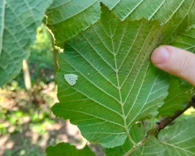 1 Million Samurai Wasps Released into Nature in Samsun