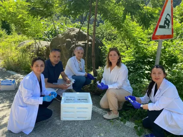 1 Million Samurai Wasps Released into Nature in Samsun