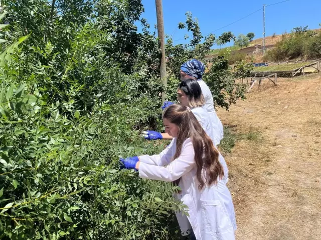 1 Million Samurai Wasps Released into Nature in Samsun