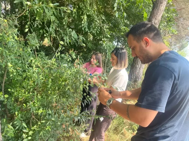 1 Million Samurai Wasps Released into Nature in Samsun