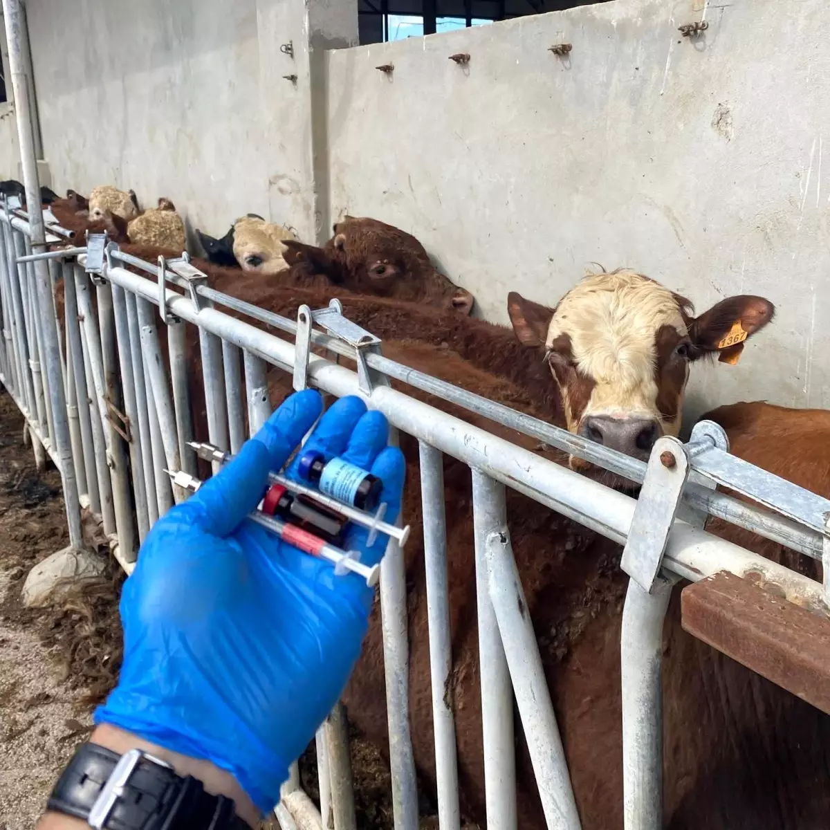 Tekirdağ'da Besilik Danalara Karantina Süreci Başlatıldı