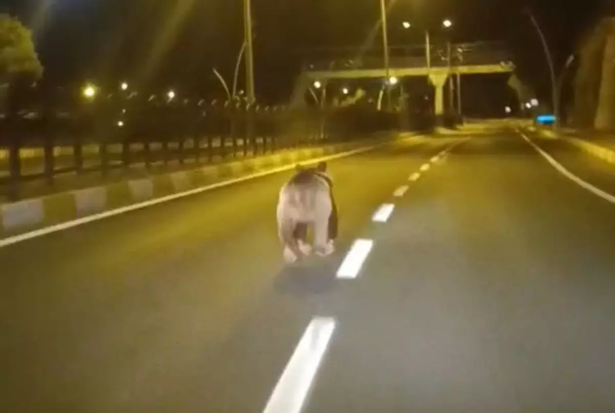 Tunceli'de kara yoluna inen bozayı kamerada