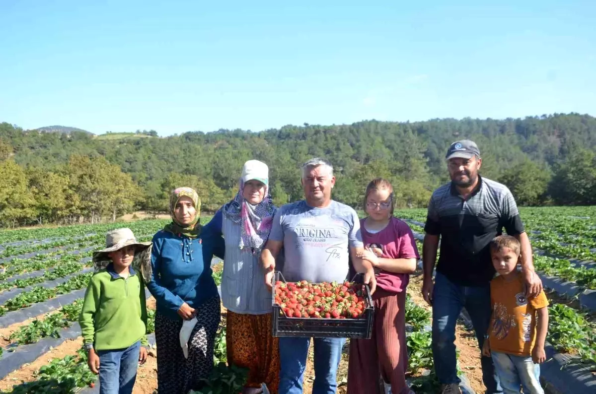 Bilecikli Çiftçilerin Çilek Başarısı: Üretimi 30 Katına Çıkardılar