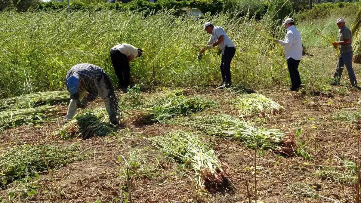 Manavgat'ta Altın Susam Hasadı Başladı