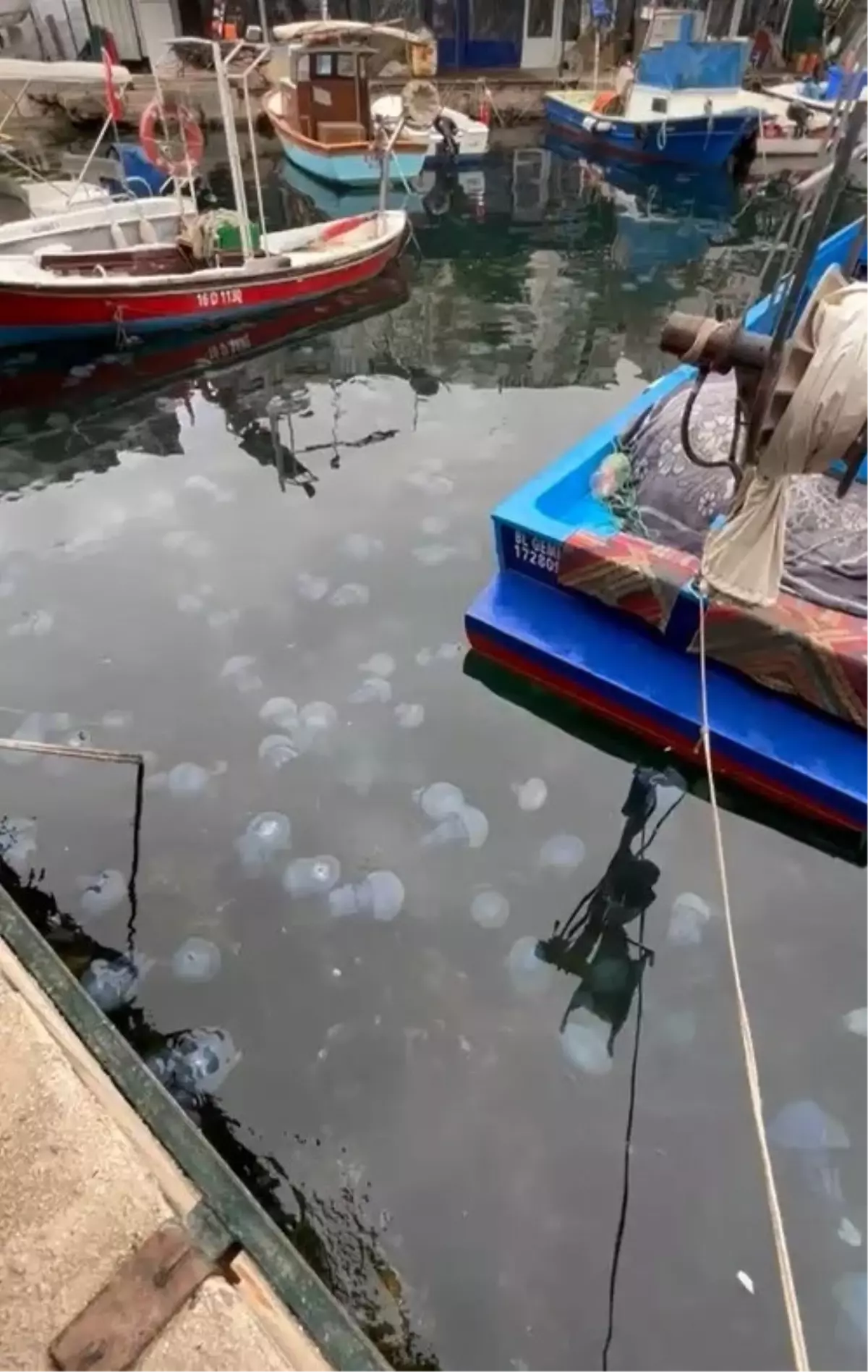 Marmara Denizi'nde Denizanası ve Müsilaj Sorunu: Balıkçılar Zor Durumda