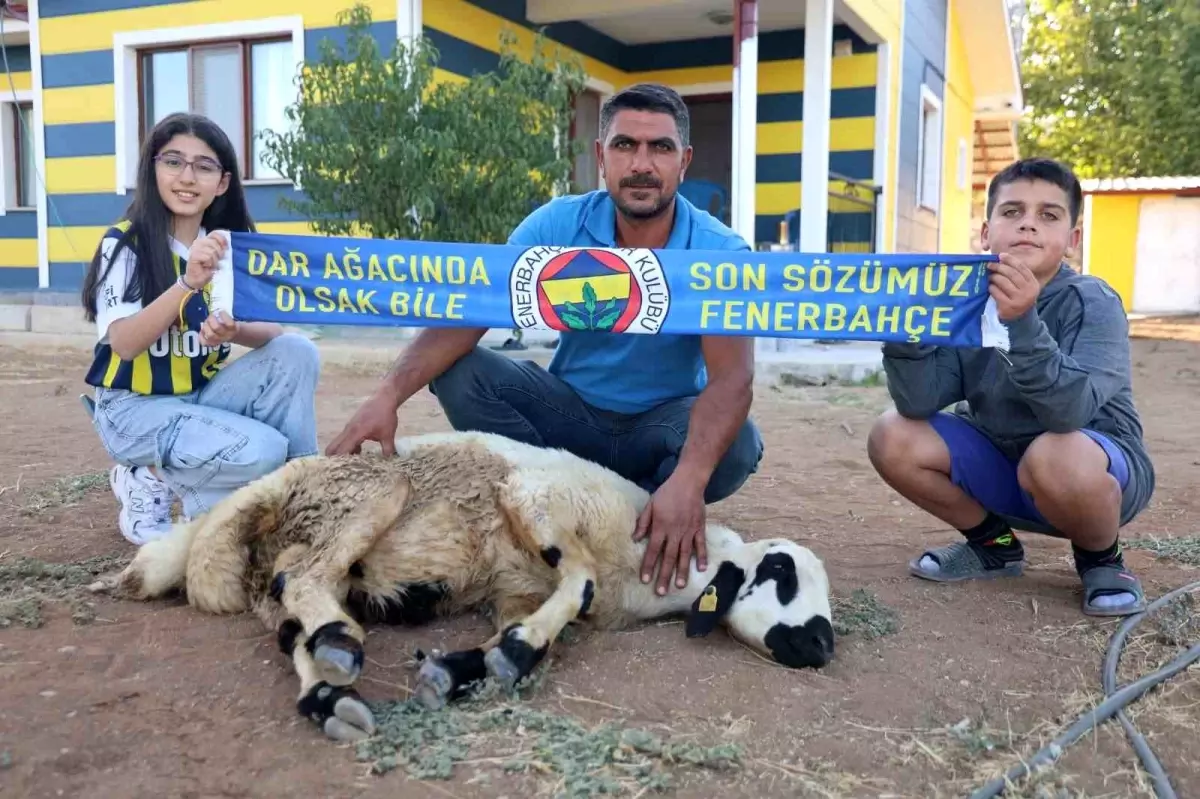 Fenerbahçeli Baba-Kız, Şampiyonluk İçin Hayvan Kestiler