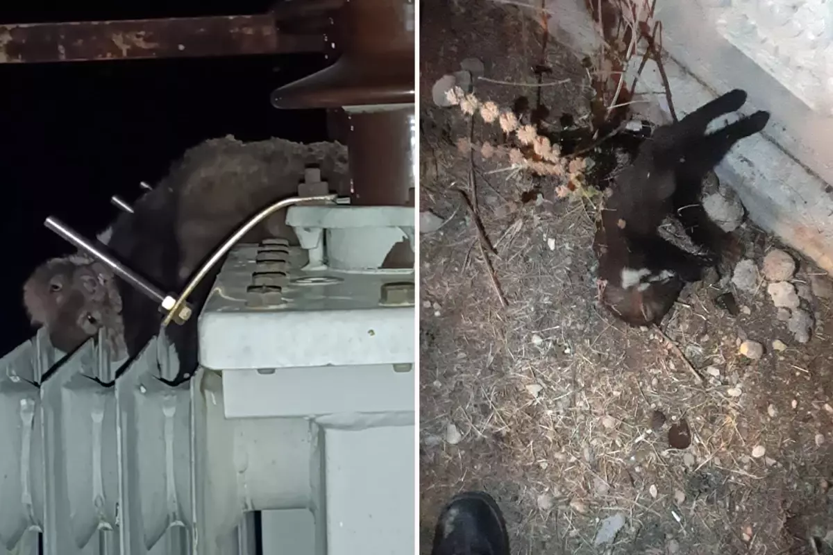 Elektrik kesintisinin nedeni 'ölü sansar' çıktı
