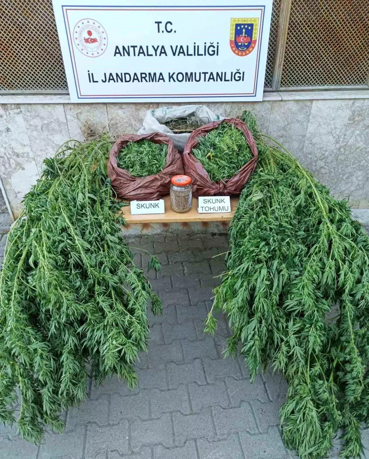 Antalya'da Uyuşturucu Operasyonu: 11,5 Kilo Skunk Ele Geçirildi
