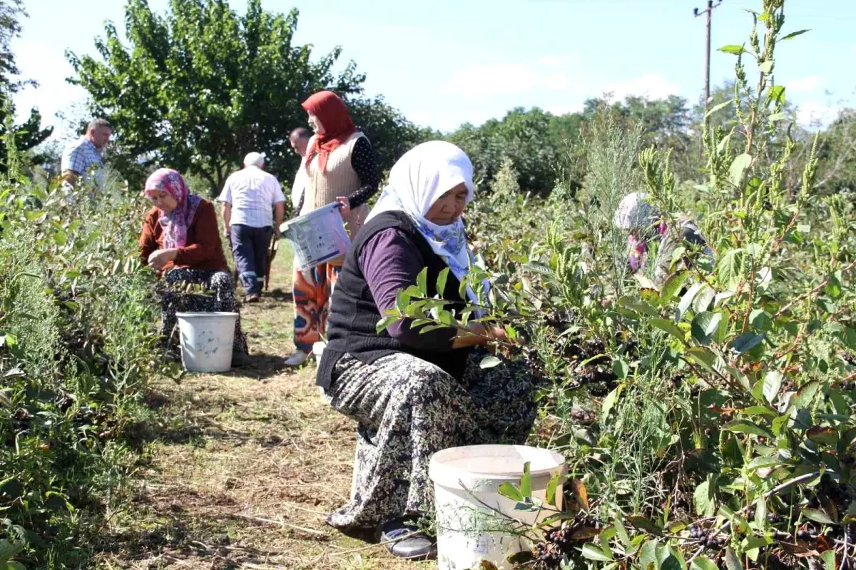 Samsun'da Aronya Hasadı Başladı, Üreticiler Pazar Bulma Sorunu Yaşıyor