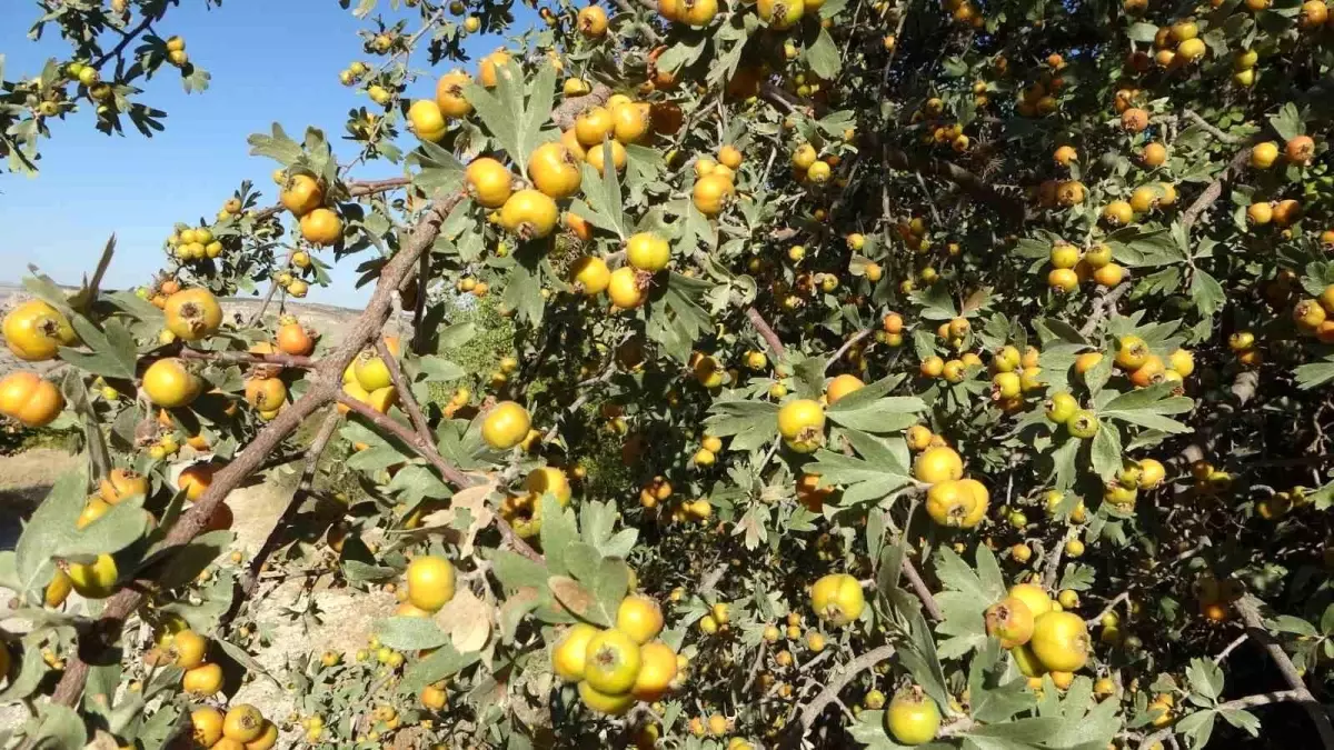 Malatya'da Aşılı Yabani Alıç Hasadı Başladı