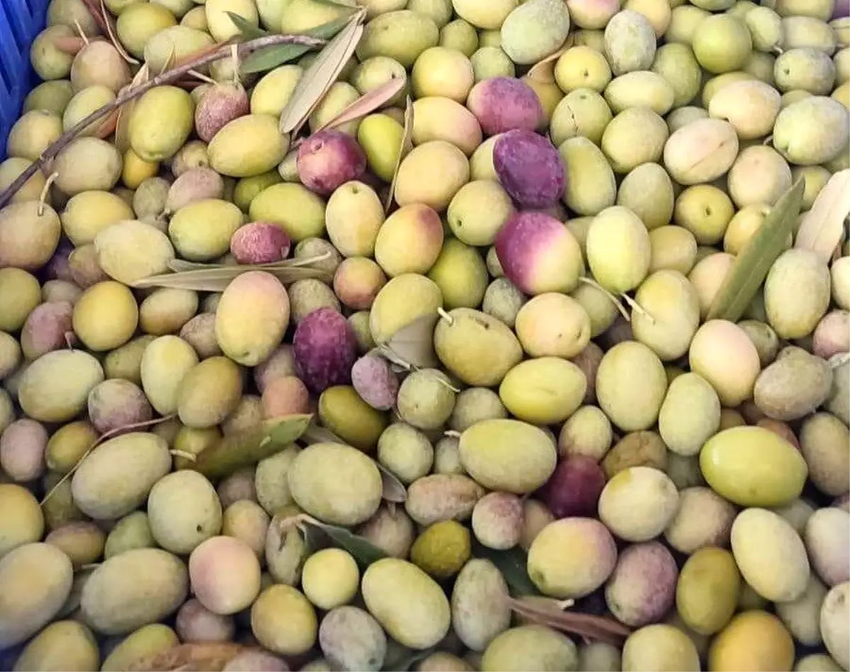 Zeytin Üreticilerine Son Uyarı: Zeytin Sineğine Karşı İlaçlama Şart