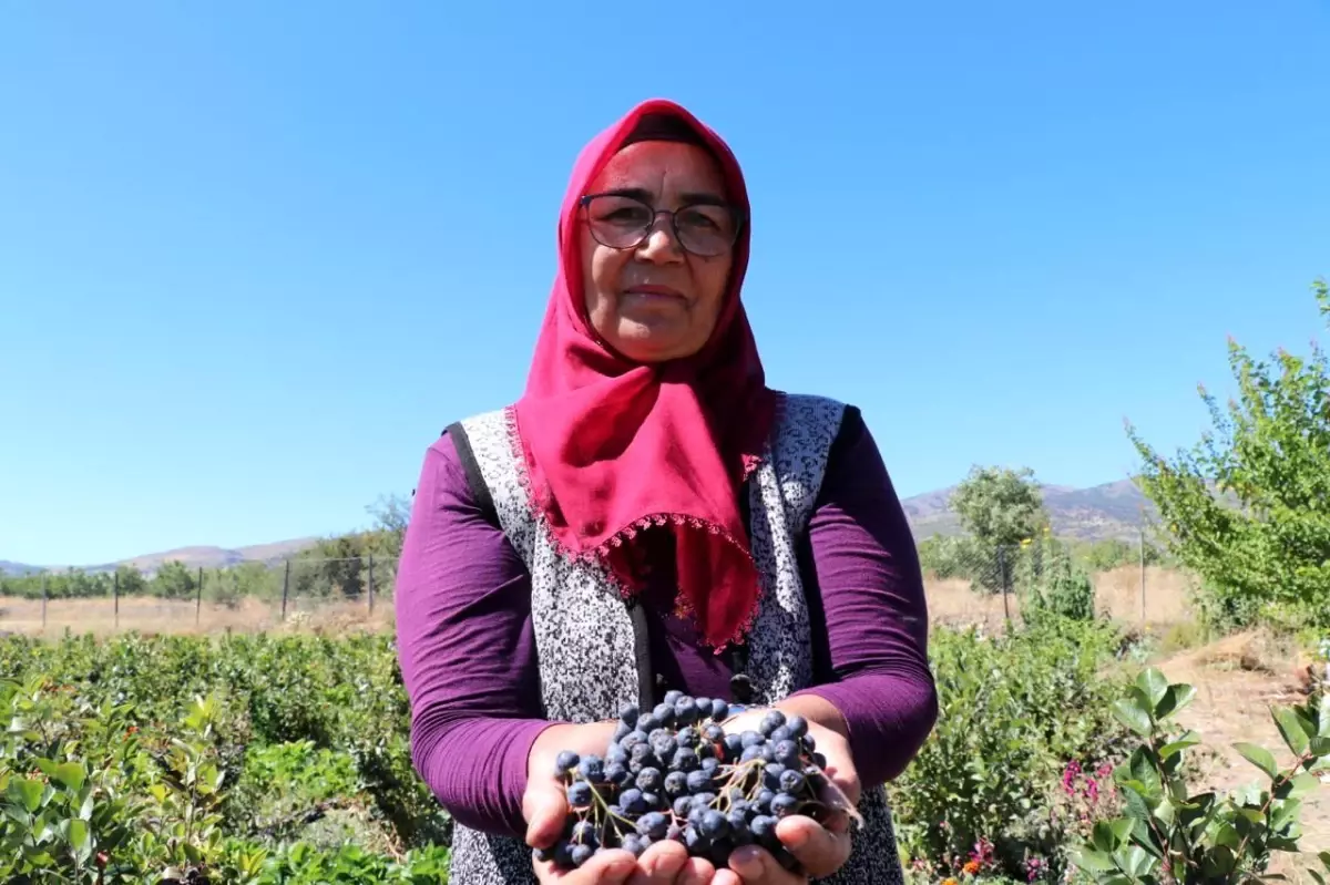 Hastalıklarına Şifa Arayan Kadın, Aronya Meyvesi Yetiştiriyor