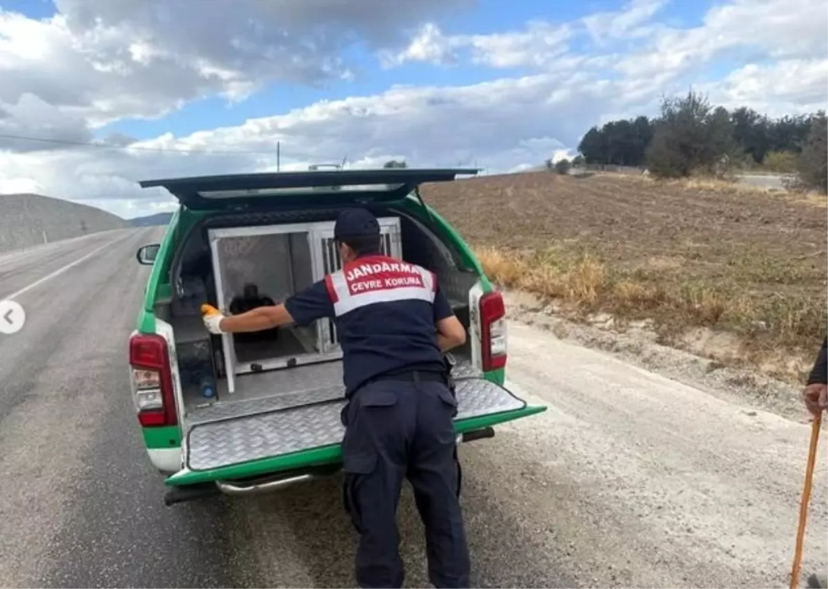Bilecik'te Yaralı Atmaca Kurtarıldı