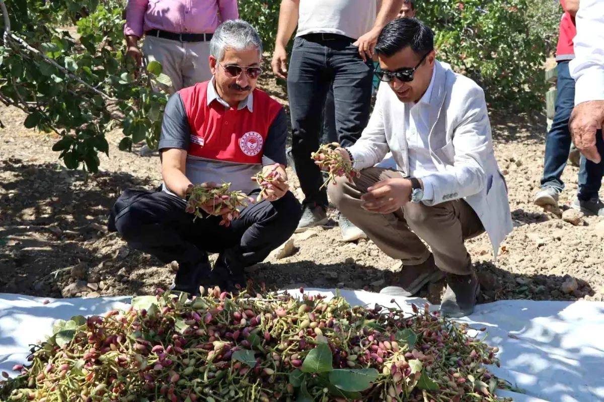 Adıyaman'da Antep Fıstığı Hasadı Başladı