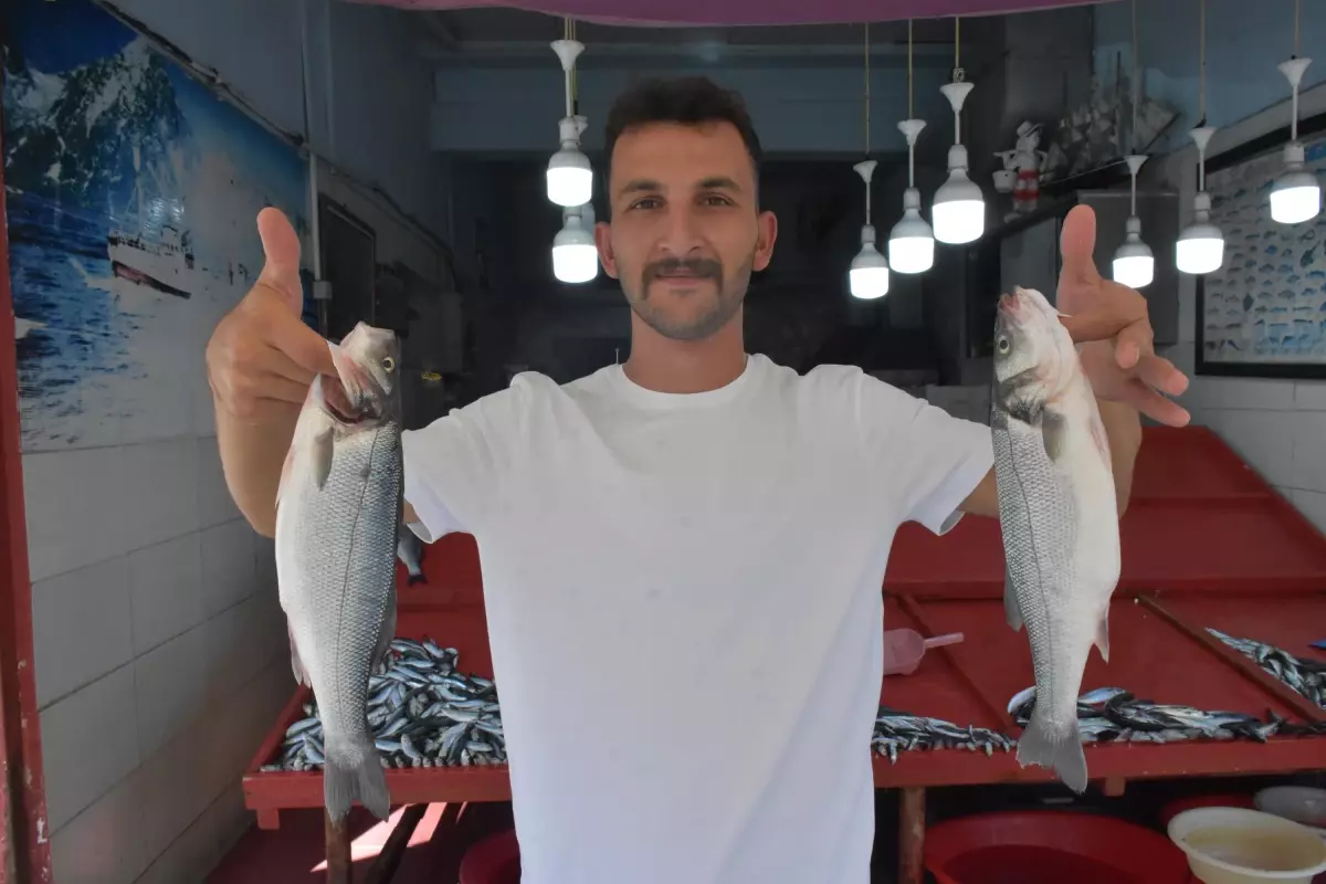 Balıkçı Tezgahları Sardalya ile Doldu: Fiyatlar 200 TL