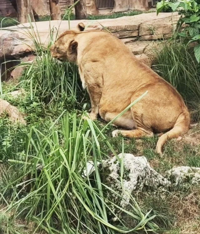 Göbekli aslan şaşkınlık yarattı: Bakıcılar 'Orta Yaş göbeği' dedi Göbekli aslan şaşkınlık yarattı: Bakıcılar 'Orta Yaş göbeği' dedi