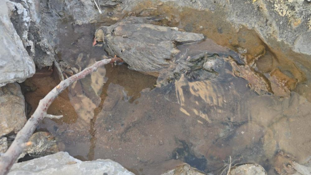 The mysterious valley in Hakkari! It brings healing to people and death to animals