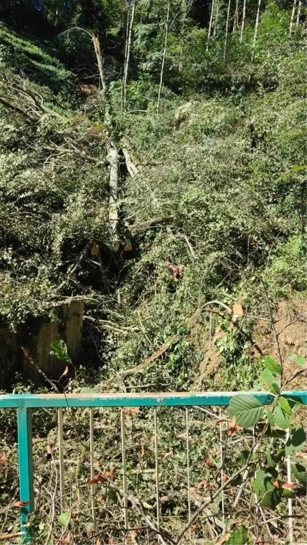Rize'de Ağaç Altında Kalan Adam Hayatını Kaybetti