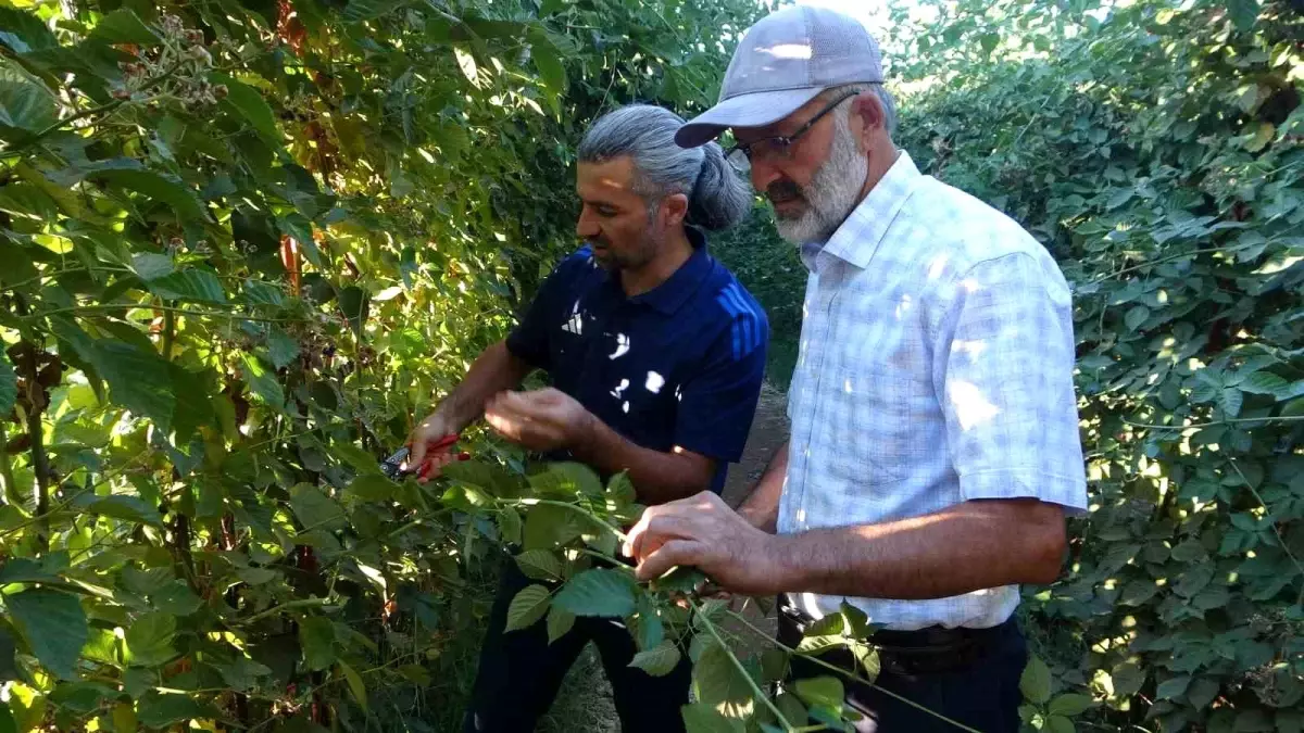 Malatya'da Üzümsü Meyve Üretimi Artıyor