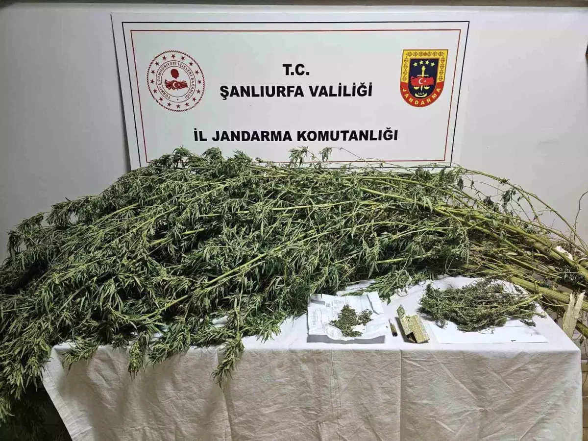 Şanlıurfa'da Uyuşturucu Operasyonu: 330 Gram Esrar ve 21 Kök Kenevir Ele Geçirildi