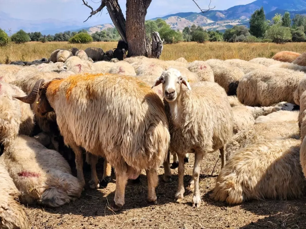 Tunceli'de Şap Hastalığına İlişkin Hayvan Hareket Kısıtlamaları Kaldırıldı
