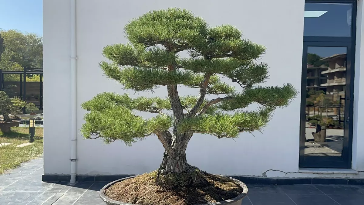 Türkiye'nin ilk, Avrupa'nın en büyük Bonsai Müzesi'ne ilgi; 3 eser 'The Trophy'de sergilenecek