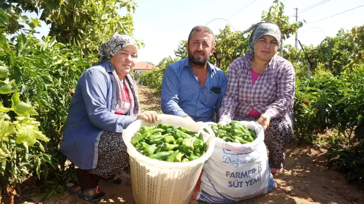 Sarıgöl'de Ata Tohumuyla Yetiştirilen Biberler Yok Olma Tehlikesiyle Karşı Karşıya
