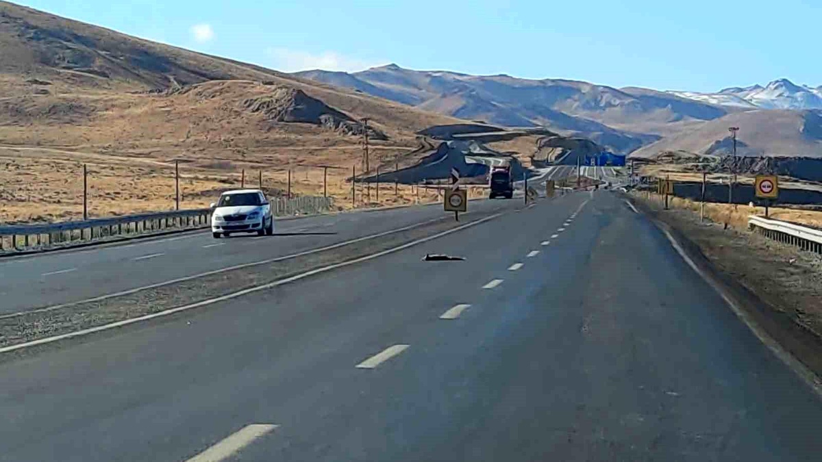Van-Hakkari Karayolunda Yaban Hayvanlarının Ölümü