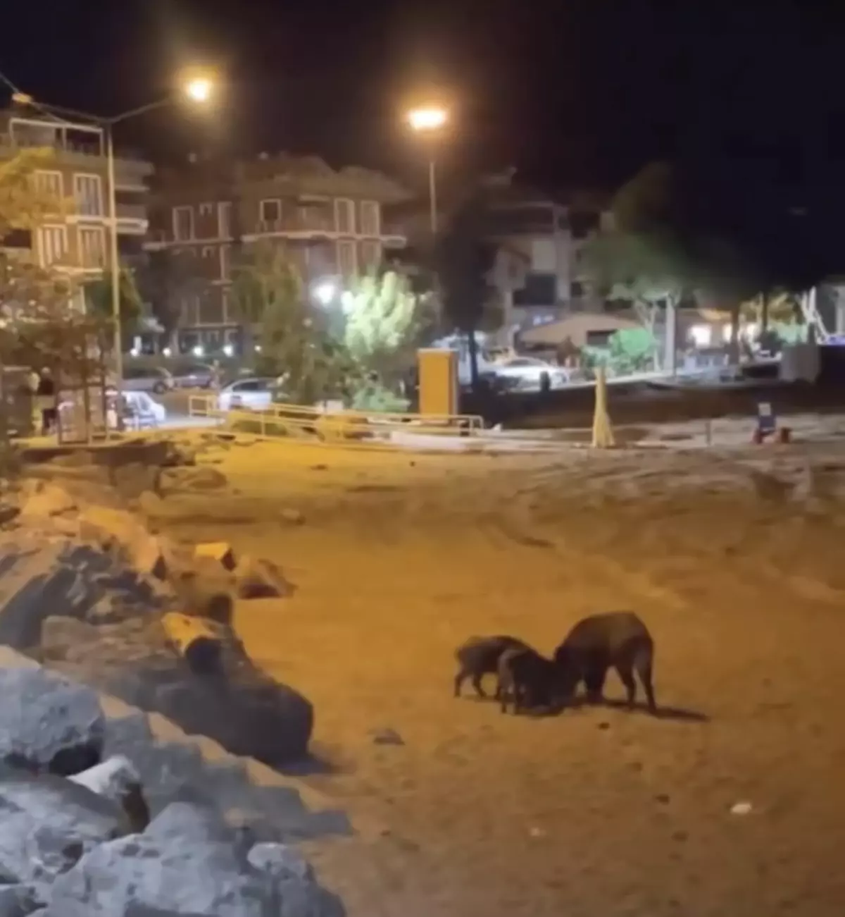Yaban Domuzları İnkumu Plajında Görüntülendi