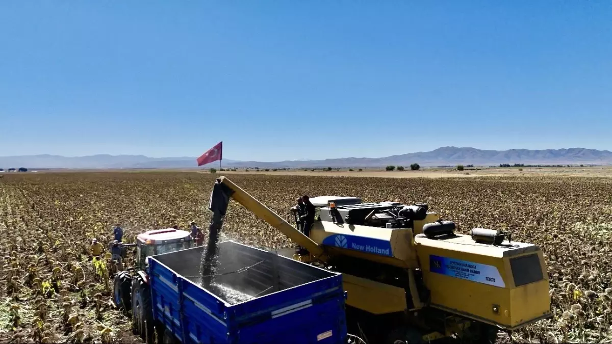Ağrı'da Ayçiçeği Üretimi Katlanarak Artıyor