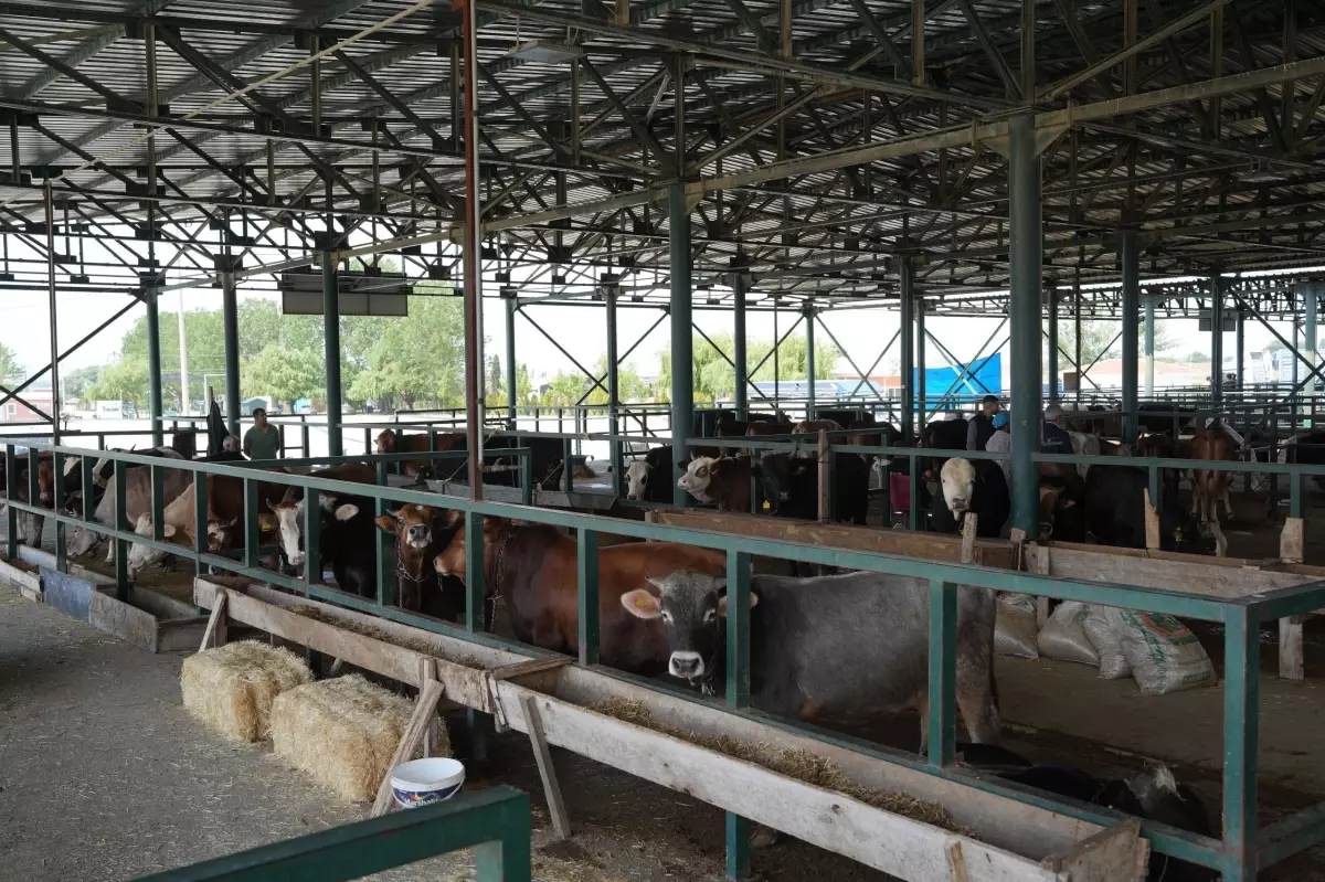 Eskişehir'de Hayvan Pazarı Şap Hastalığı Nedeniyle Kapatıldı