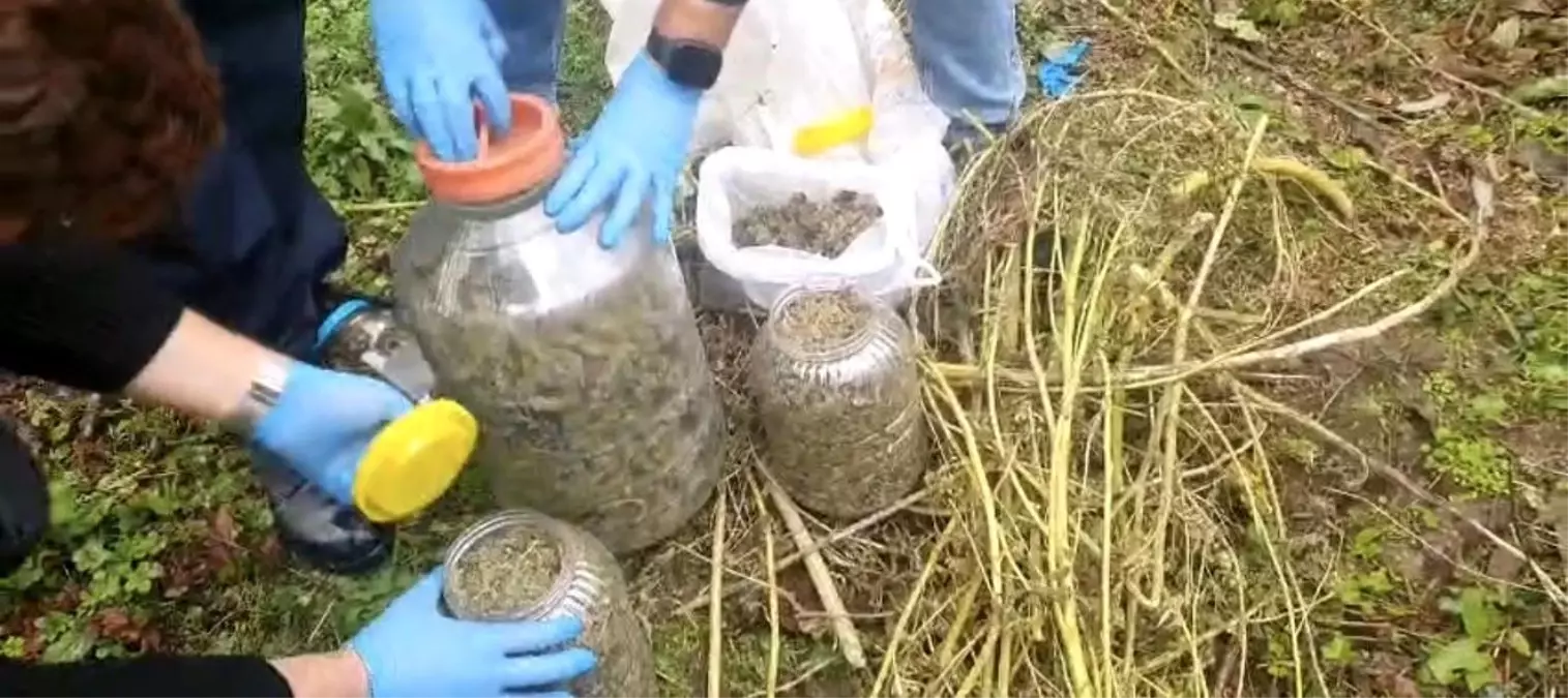 Samsun'da Fındık Bahçesinde Uyuşturucu Operasyonu: 10 Kilo Esrar Ele Geçirildi