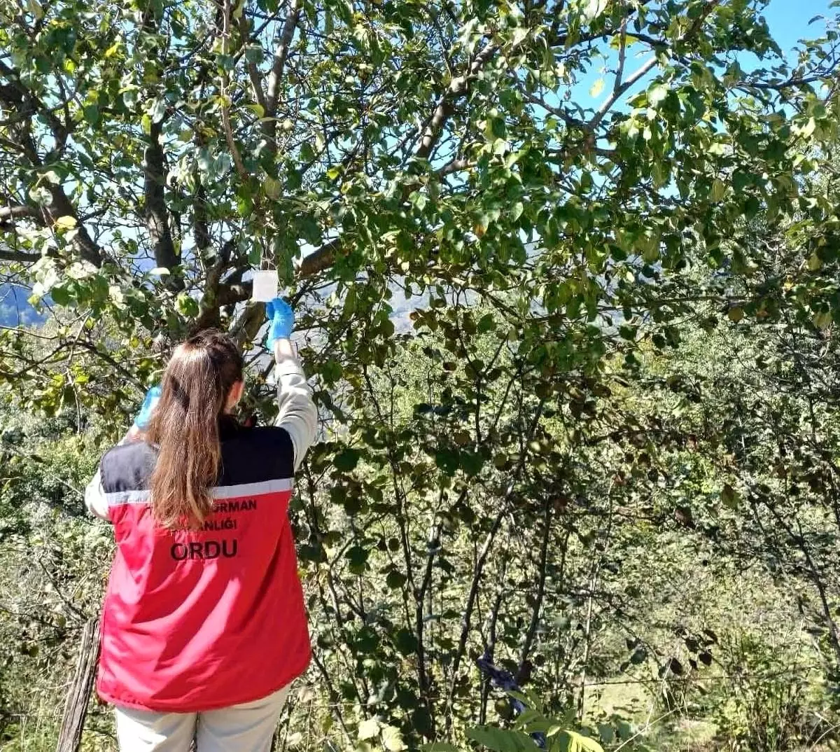 Ordu'da Kahverengi Kokarca ile Mücadele Devam Ediyor
