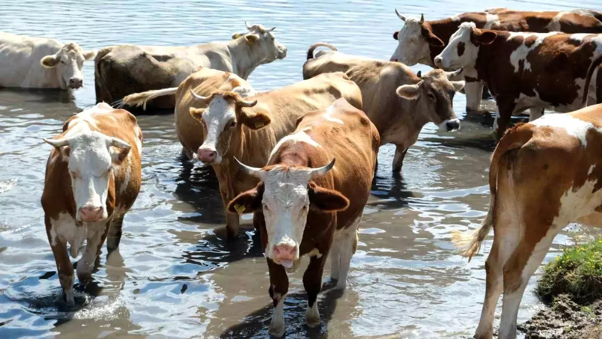 2024 Yılı Türkiye Hayvan Varlığı İstatistikleri Açıklandı