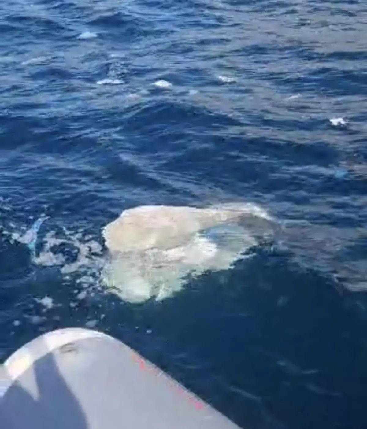 Amasra'da Deniz Yüzeyinde Plastik ve Evsel Atık Kirliliği