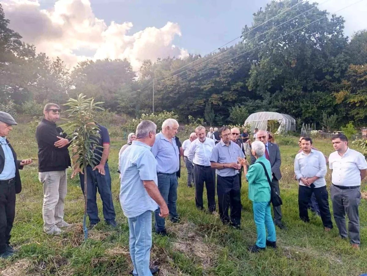 Sinop'ta Kestane Balının Geleceği Konferansı Düzenlendi
