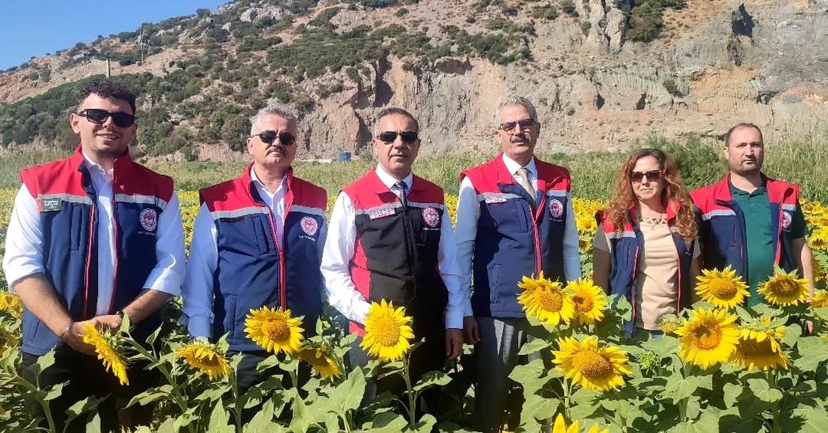 Aydın'da Ayçiçeği Ekimi 95 Bin Dekar