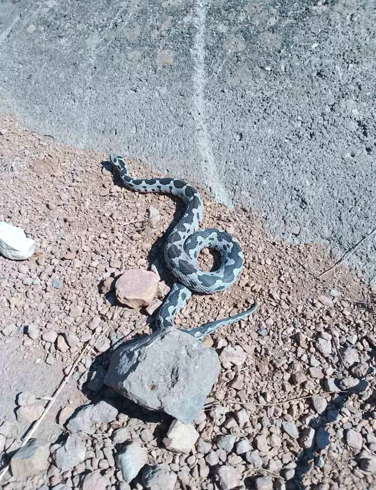 Afyonkarahisar'da 2 Metre Boyunda Engerek Yılanı Ürperti Yarattı