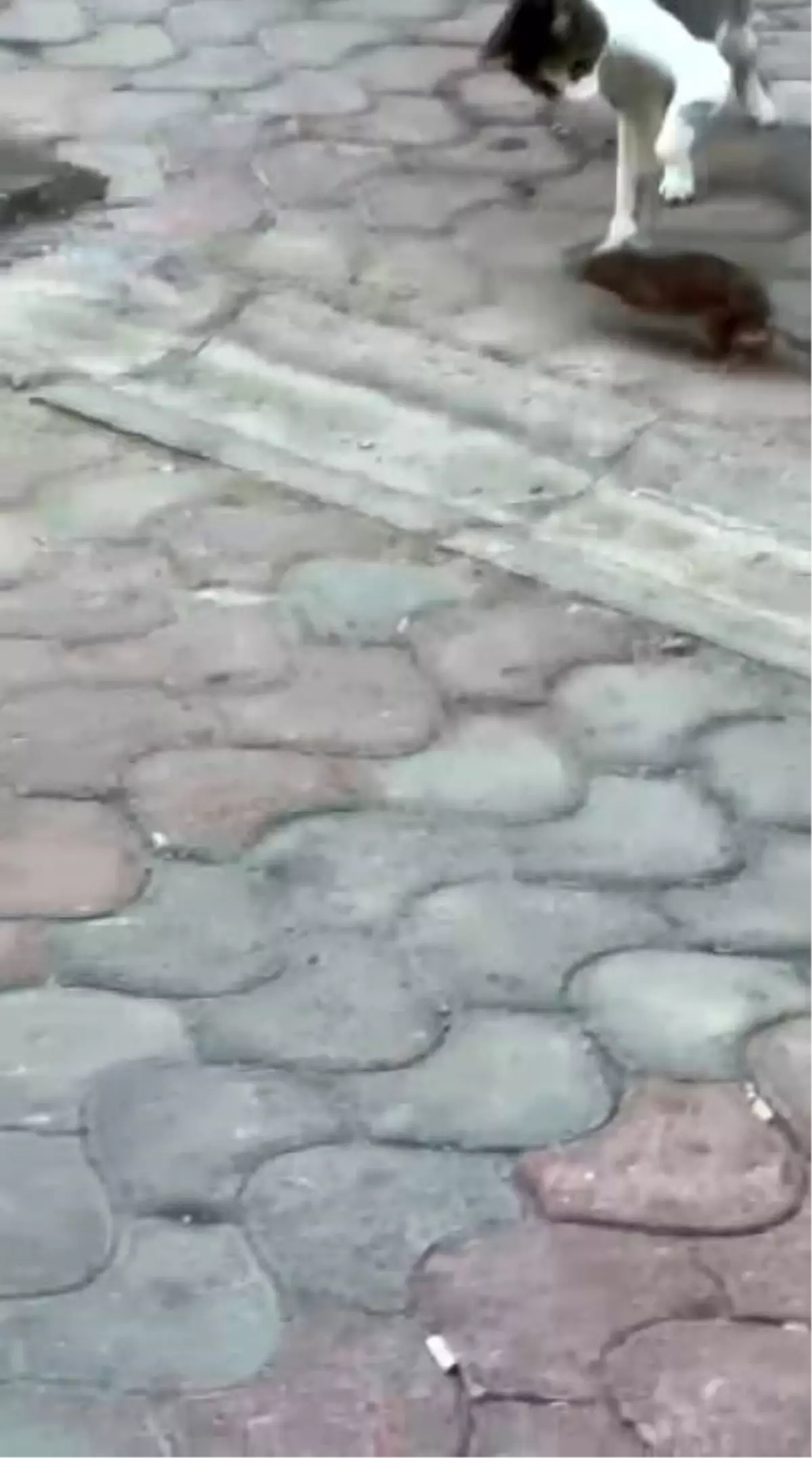 İzmir'de Kedi ve Fare Arasında Eğlenceli Kavga