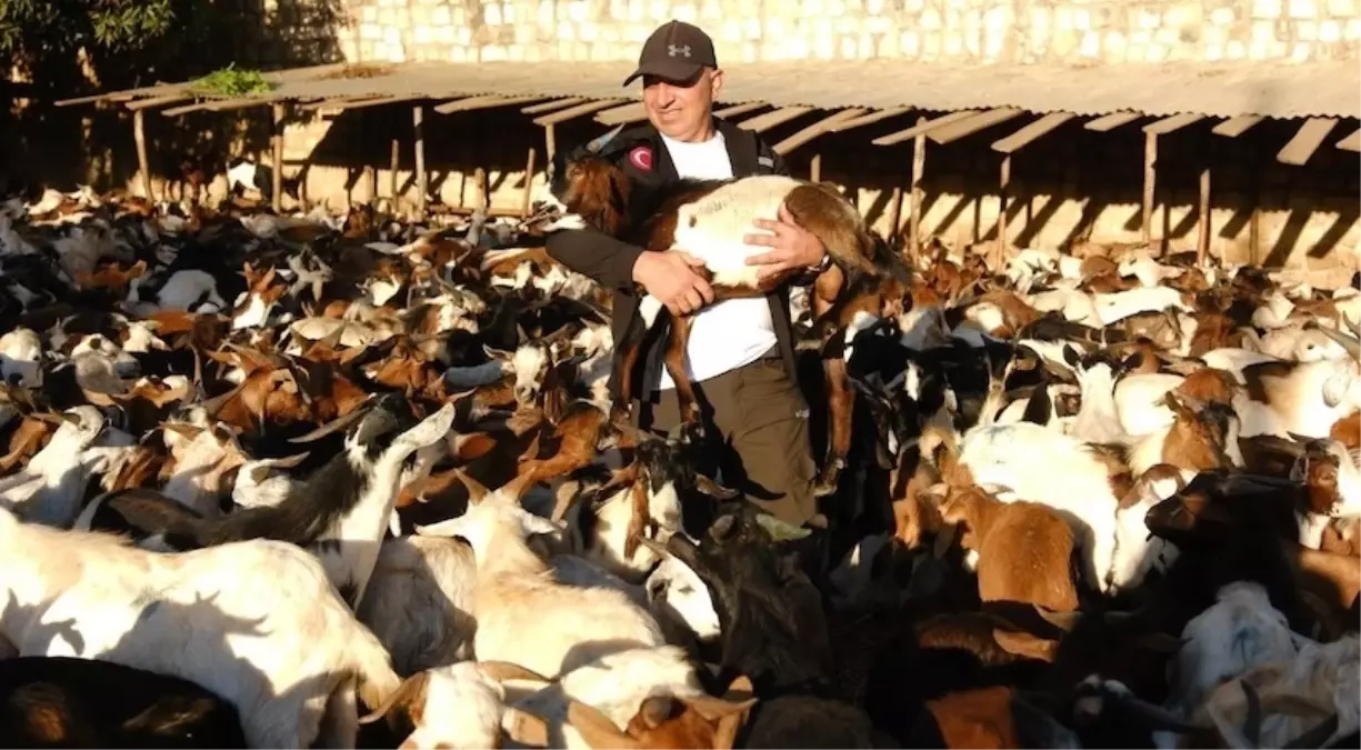 Gönüllü Vesileler Derneği, Afrika'ya 2.913 Süt Keçisi Dağıtarak Ekonomik Kalkınmaya Destek Oluyor