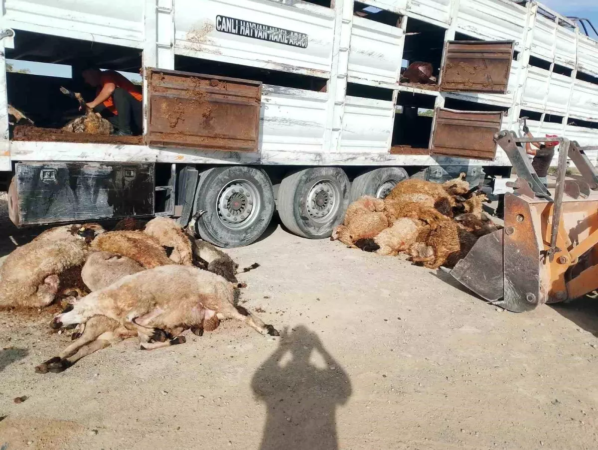 Konya'da Tır Devrildi, 147 Küçükbaş Hayvan Telef Oldu