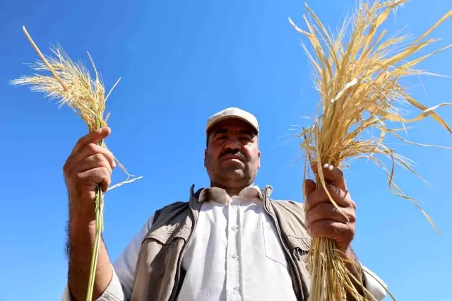 Spent 6 million lira for bread, sold at 50 lira per kilo