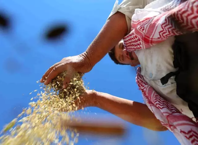 Spent 6 million lira for bread, sold at 50 lira per kilo